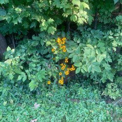 Lake Minnetonka LRT Regional Trail - Colorful flowers.