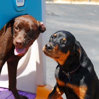 Top Dog Retreat - Pet Sitting Near Me - Elmhurst, Illinois Top Dog Retreat - Pet Sitting Near Me - Elmhurst, Illinois