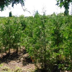 Manotick Gardens & Landscaping Supplies - Cultivated Cedars
Full Bodied Cedar trees for hedging or for privacy areas