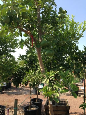 Civano Nursery - Retail Location by null