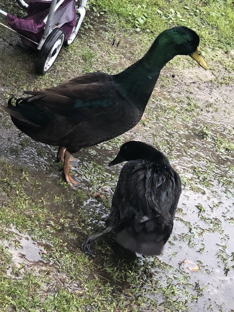 SAUCIER VETERINARY HOSPITAL 22146 Hwy 49, Saucier, Mississippi