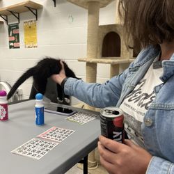 Ziggy's Cat Lounge