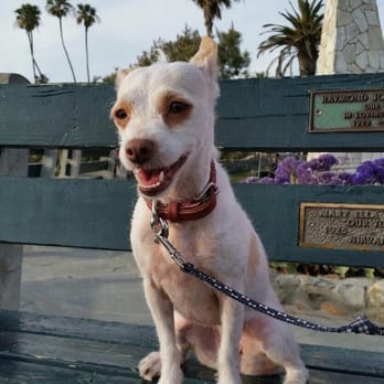 Rachel Collins Turney - Laurel in Laguna - Pet Sitting Near Me Rachel Collins Turney - Laurel in Laguna - Pet Sitting Near Me