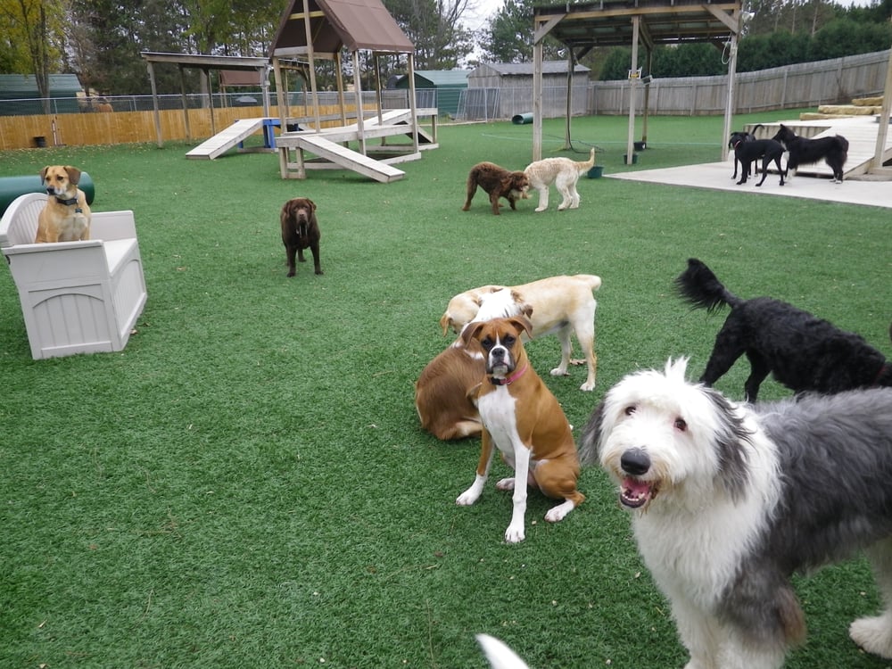 CAMP K9 PET RESORT & DAY CAMP Updated August 2024 11 Photos & 19