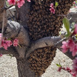 Altura Honey - Protecting their queen