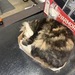 Makita- one of the three kitties who naturally keep the pest population under control. Love this!!! Makita- one of the three kitties who naturally keep the pest population under control. Love this!!!