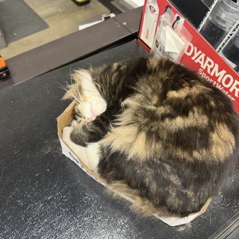 The Home Depot - Makita- one of the three kitties who naturally keep the pest population under control. Love this!!! - Nurseries & Gardening Near Me - Roseville, California The Home Depot - Makita- one of the three kitties who naturally keep the pest population under control. Love this!!! - Nurseries & Gardening Near Me - Roseville, California