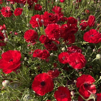 The Flower Fields - Venues & Event Spaces Near Me - Carlsbad, California The Flower Fields - Venues & Event Spaces Near Me - Carlsbad, California