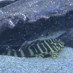 Some leopard frog plecos I purchased from