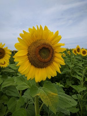 Pope Farm Conservancy by null