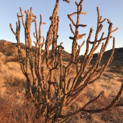 Embudo Canyon Trailhead