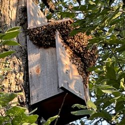 Bees in owl house