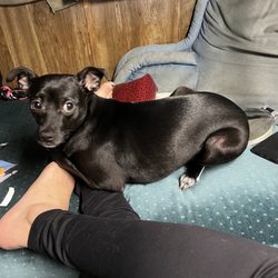 Grateful Dogs Rescue - Luna been missing for 2 weeks last seen at lows off cottle on south side this baby l need her back if anyone could help find her please