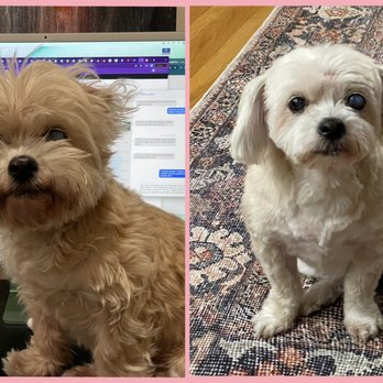 MiniPaw Spa - Roxy before and after. - Pet Groomers Near Me - Reseda , California MiniPaw Spa - Roxy before and after. - Pet Groomers Near Me - Reseda , California
