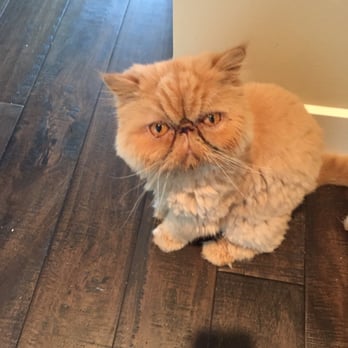 Pet Stylist Heather Tuthill - Pet Groomers Near Me - Oakland, California