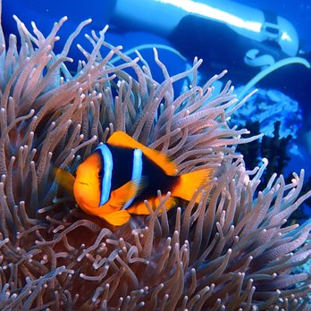 Island Divers Travel - 2 band clownfish - Travel Agents Near Me Island Divers Travel - 2 band clownfish - Travel Agents Near Me