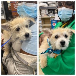Before and after of the puppy trim