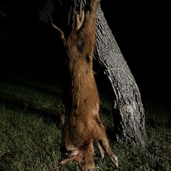 Boars Nest - Wildlife Hunting Ranges Near Me - Columbus, Texas