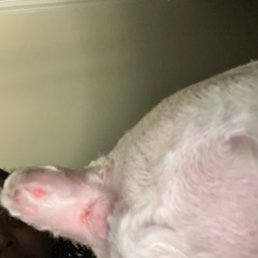 Cuts on tail