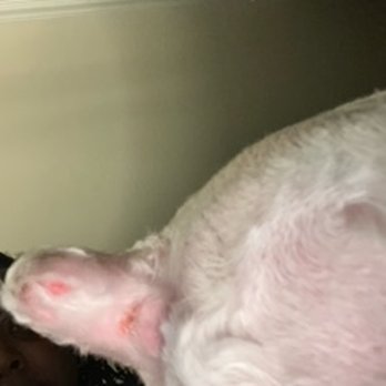 Bubble Puppies Grooming Boutique - Cuts on tail - Pet Groomers Near Me - Stockbridge, Georgia