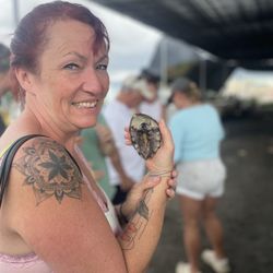 Big Island Abalone - Trying to determine the sex of an abalone