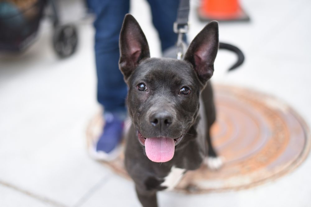 MUDDY PAWS RESCUE 124 Photos & 120 Reviews New York, New York