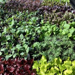 Kassenhoff Growers - Greens, lettuce and brassica seedlings
