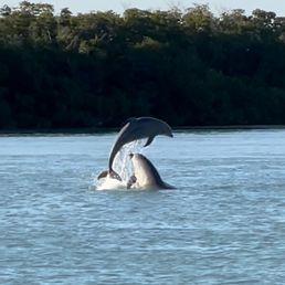 Found dolphins on our trip!
