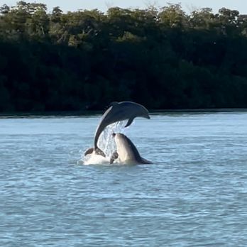 Reef Marine - Found dolphins on our trip! - Boating Near Me - Islamorada, Florida