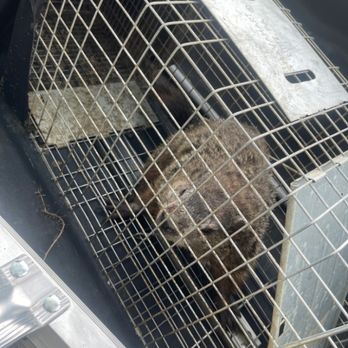 Alpha Wildlife Removal - Ground hog day - Wildlife Control Near Me - Columbus, Ohio Alpha Wildlife Removal - Ground hog day - Wildlife Control Near Me - Columbus, Ohio