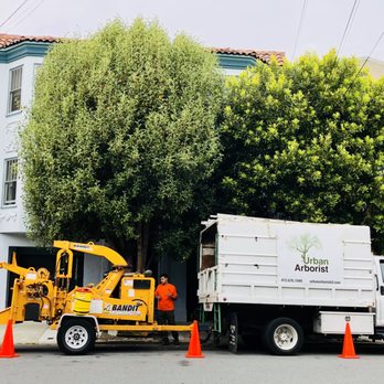 The Urban Arborist - the before photo - Tree Services Near Me - San Francisco, California The Urban Arborist - the before photo - Tree Services Near Me - San Francisco, California