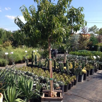 Vivero Growers Nursery 27 Photos Reviews Nurseries Vivero Growers Nursery 27 Photos