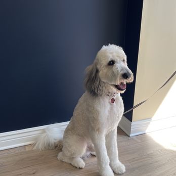 PetsPets - Pet Groomers Near Me - Chicago, Illinois