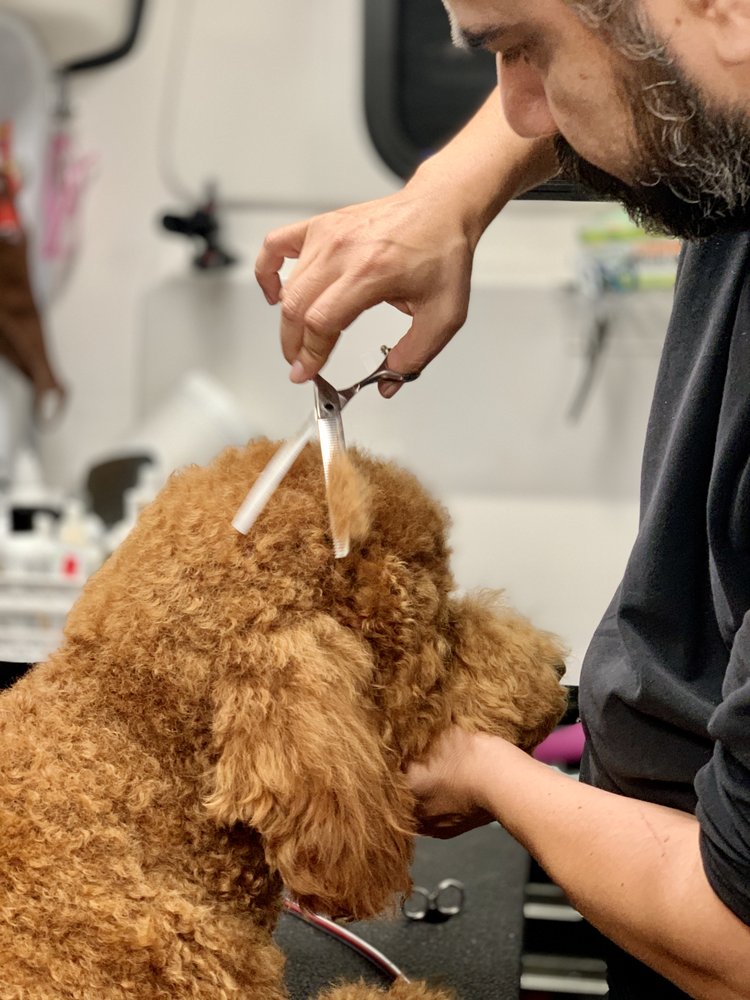 AUSSIE PET MOBILE BEACH CITIES WEST Updated September 2024 20 Photos & 30 Reviews Redondo