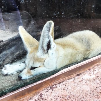 Honolulu Zoo - Sad fox - Zoos Near Me - Honolulu, Hawaii Honolulu Zoo - Sad fox - Zoos Near Me - Honolulu, Hawaii