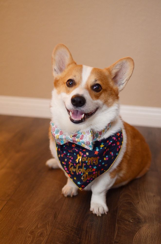 Pets To Go - reptile breeding in Elk Grove, CA