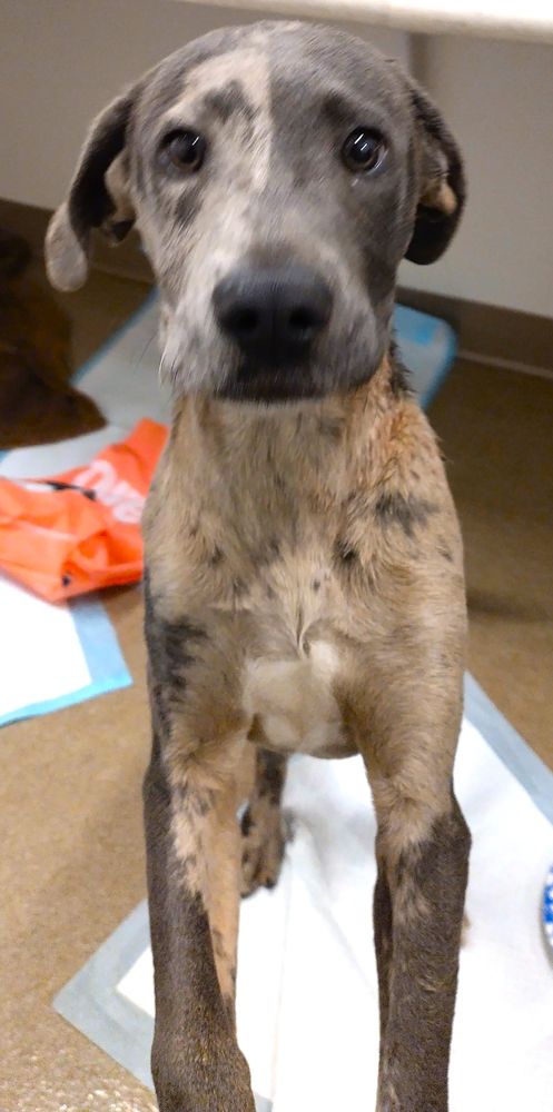 All Beings Cooperative - pet boarding facility in Chehalis, WA