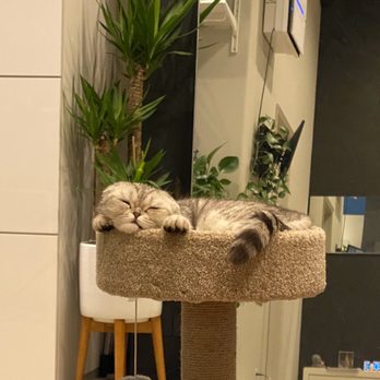 Luxury Kittens Scottish Fold - Pet Breeders Near Me - Los Angeles , California