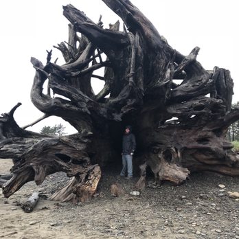 Quileute Oceanside Resort - Giant washed up tree - Hotels Near Me - La Push, Washington Quileute Oceanside Resort - Giant washed up tree - Hotels Near Me - La Push, Washington