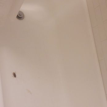 Mac Properties - Saint Louis Apartments - Large roaches - Apartments Near Me - St. Louis, Missouri Mac Properties - Saint Louis Apartments - Large roaches - Apartments Near Me - St. Louis, Missouri