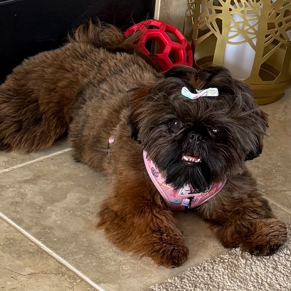 The Shih Tzu Collection - Coco Chanelshe is Beautiful... she has thick hair like a Teddy Bear... she smiles a lot and shows her teeth - Pet Stores Near Me - Logan, Iowa