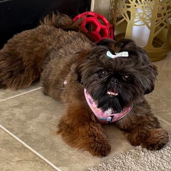 The Shih Tzu Collection - Coco Chanelshe is Beautiful... she has thick hair like a Teddy Bear... she smiles a lot and shows her teeth - Pet Stores Near Me - Logan, Iowa The Shih Tzu Collection - Coco Chanelshe is Beautiful... she has thick hair like a Teddy Bear... she smiles a lot and shows her teeth - Pet Stores Near Me - Logan, Iowa