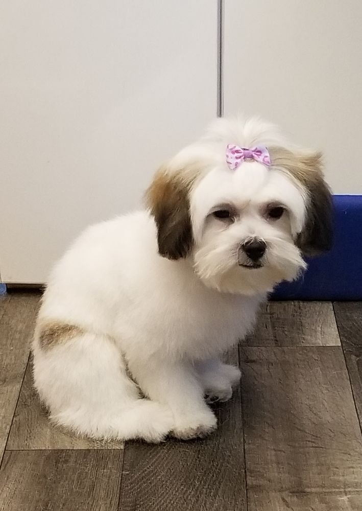 LAUNDER PUPS MOBILE GROOMING Updated October 2024 17 Photos