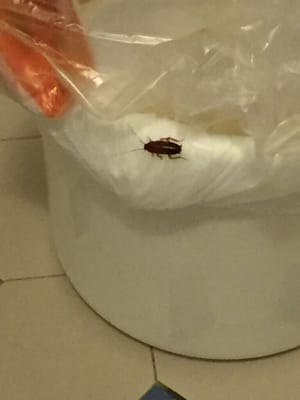 Glasgow Arms Hotel by null