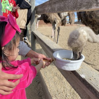 Ostrichland USA - Attraction Farms Near Me - Solvang, California Ostrichland USA - Attraction Farms Near Me - Solvang, California