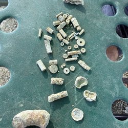 Mineral Wells Fossil Park - Fossils