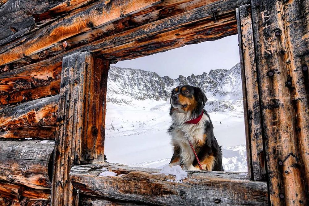 Fresh Tracks Pet Shop Image