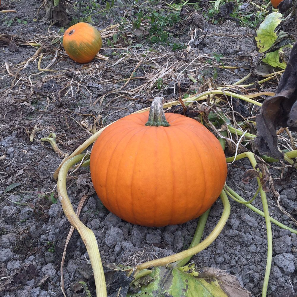 Organic Matters Ranch - Pretty little pumpkin - Farmers Market Near Me - Eureka, California Organic Matters Ranch - Pretty little pumpkin - Farmers Market Near Me - Eureka, California