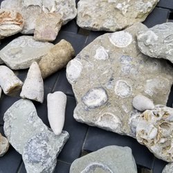 Sycamore Farms Country Inn - Fossil collecting on the private creek frontage