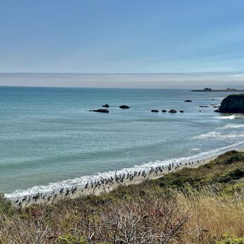 Año Nuevo State Park - Beaches Near Me - Pescadero, California